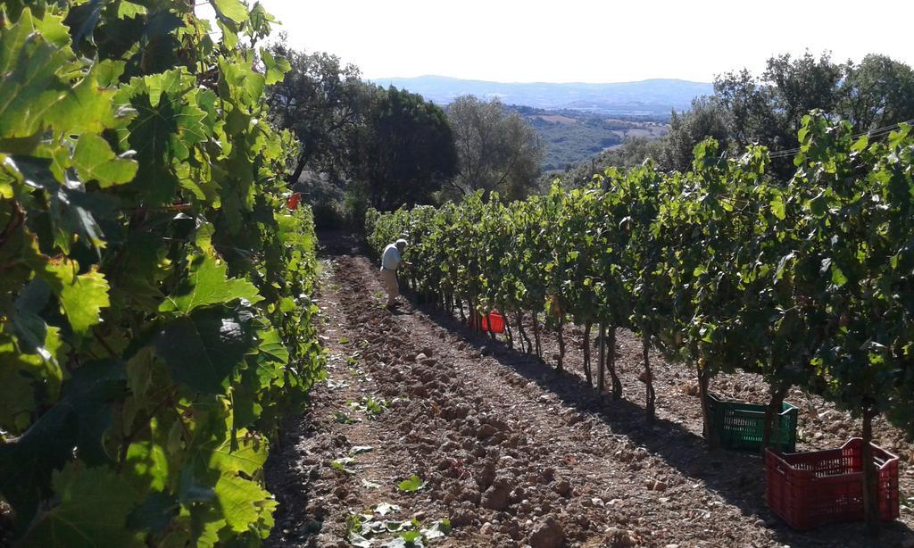 Agriturismo Belvedere Di Pierini E Brugi Campagnatico Eksteriør bilde
